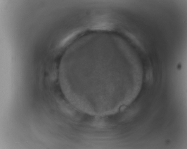 X0000113951350200910161929