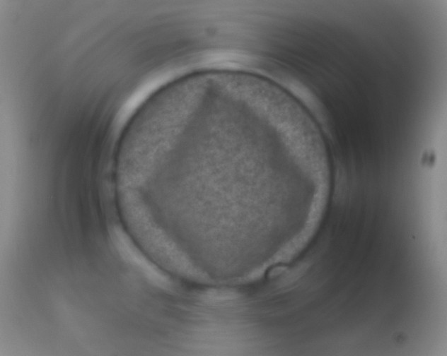 X0000113951384200910161929