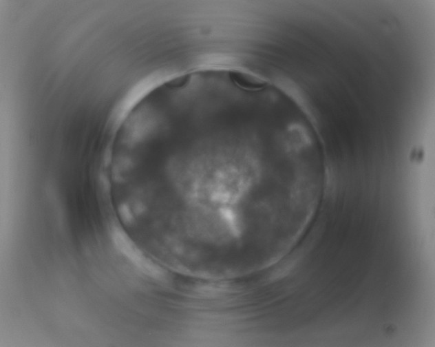X0000113951386200910161929