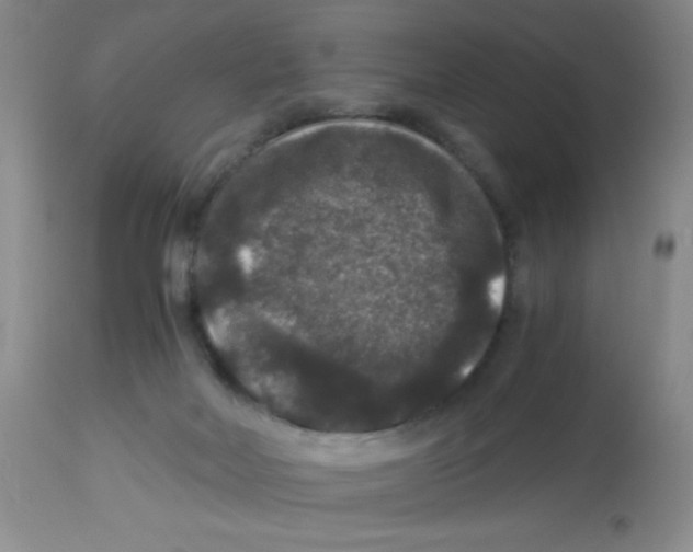 X0000113950026200910232017