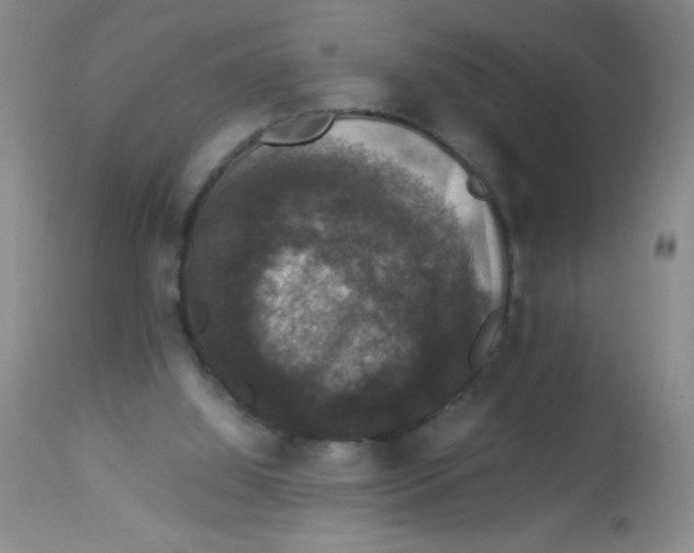 X0000113950060200910232016