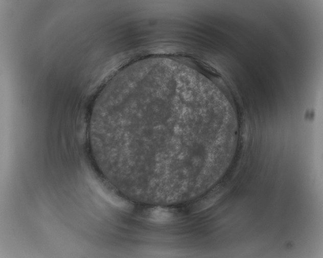 X0000113950261200910232013