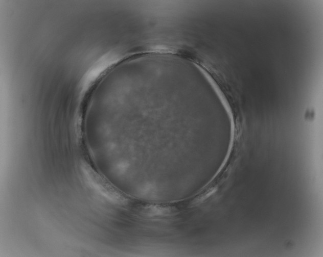 X0000113950343200910232011