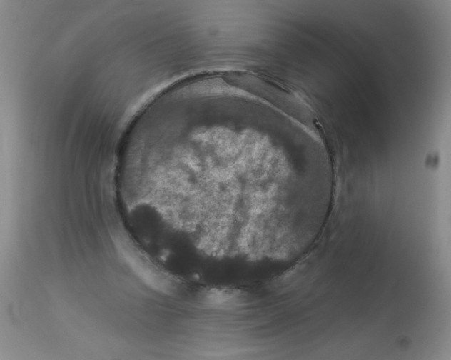 X0000113950346200910232011