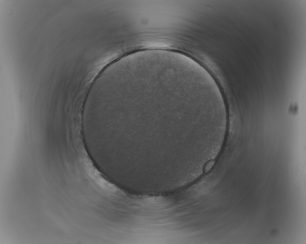 X0000113950385200910232011