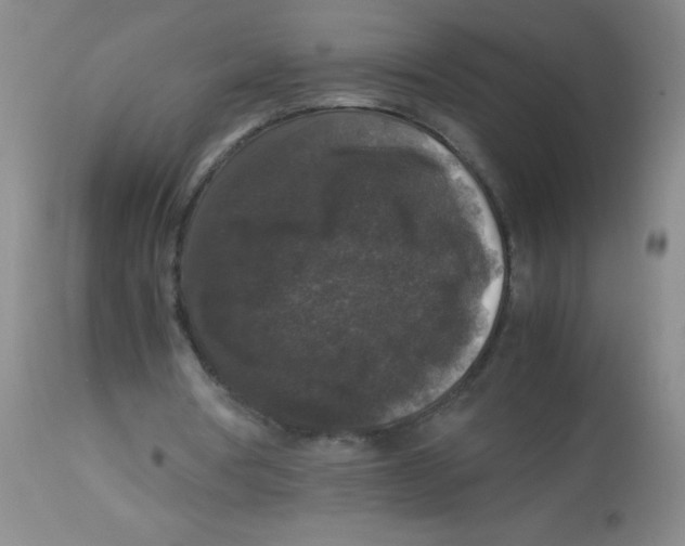 X0000113950386200910232011
