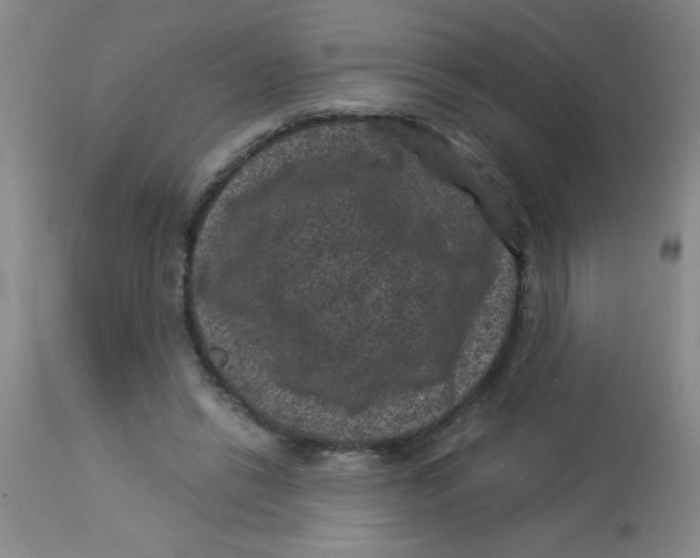 X0000113950446200910232010