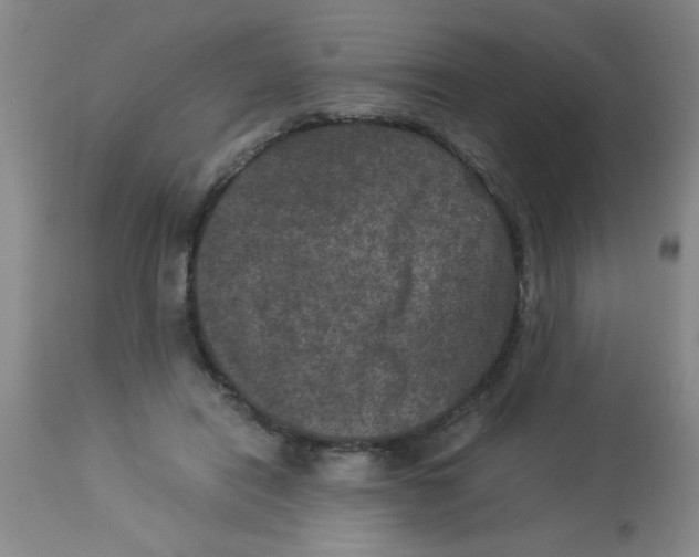 X0000113950454200910232010