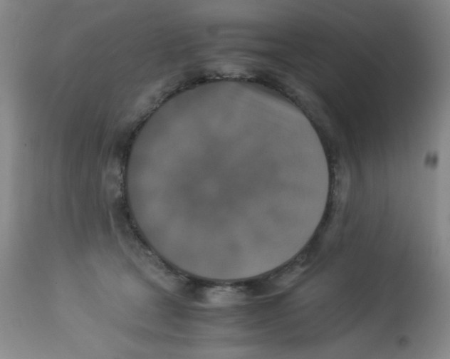 X0000113950465200910232010