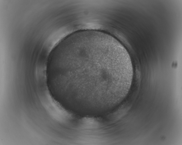 X0000113950534200910232008