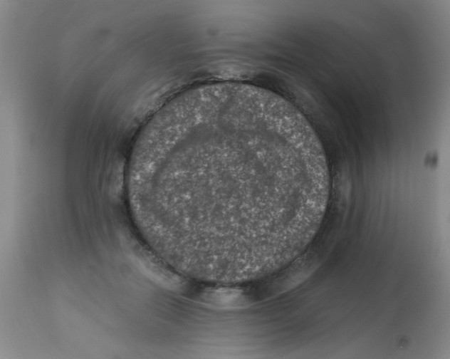 X0000113950554200910232009