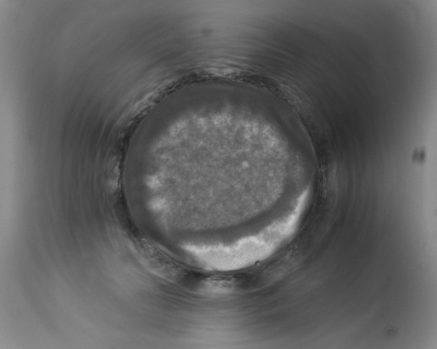 X0000113950606200910232008