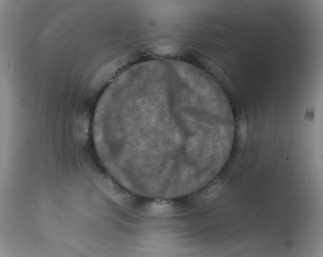 X0000113950668200910232008