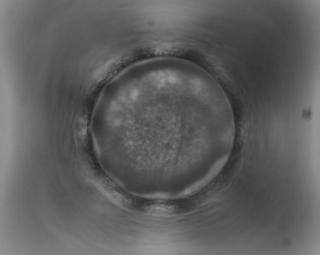 X0000113950691200910232007