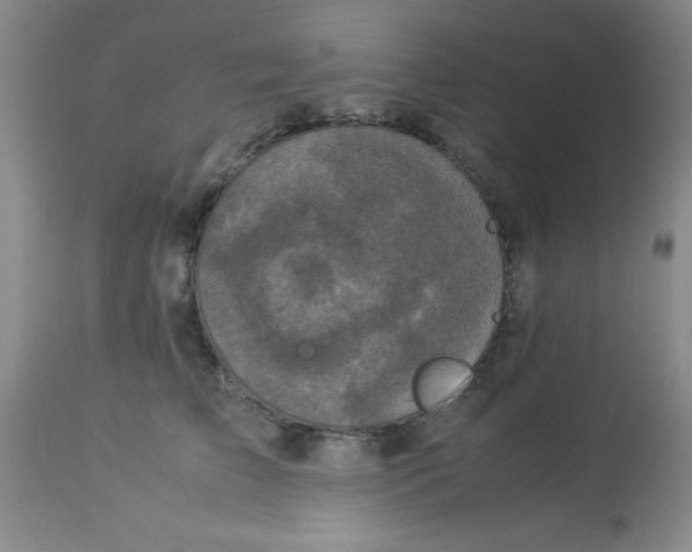 X0000113950709200910232006