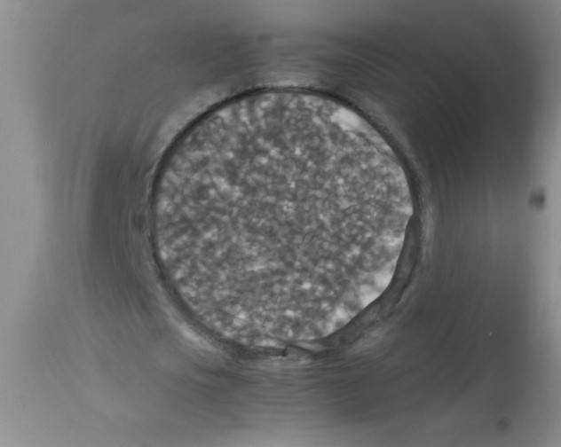 X0000113950721200910232006