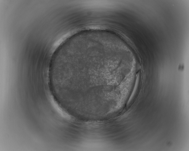 X0000113950725200910232006