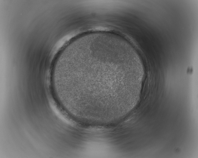 X0000113950726200910232006