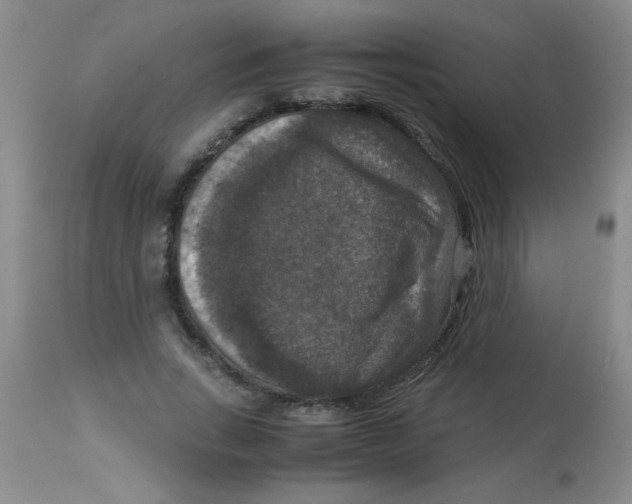 X0000113950735200910232006