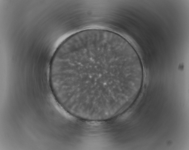 X0000113950862200910232005