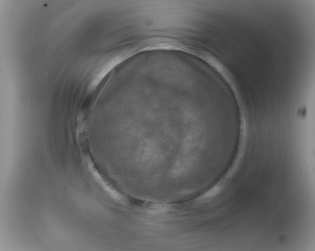 X0000113951385200910231956