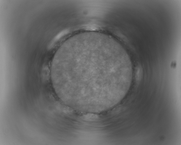 X0000113951446200910231956