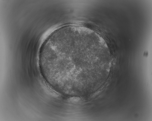 X0000113950294200911061310