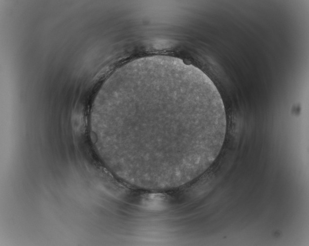 X0000113950324200911061309