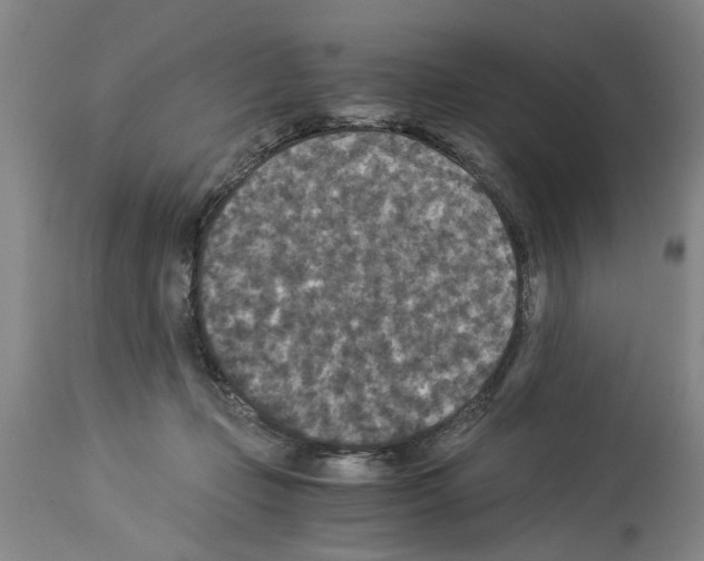 X0000113950365200911061309