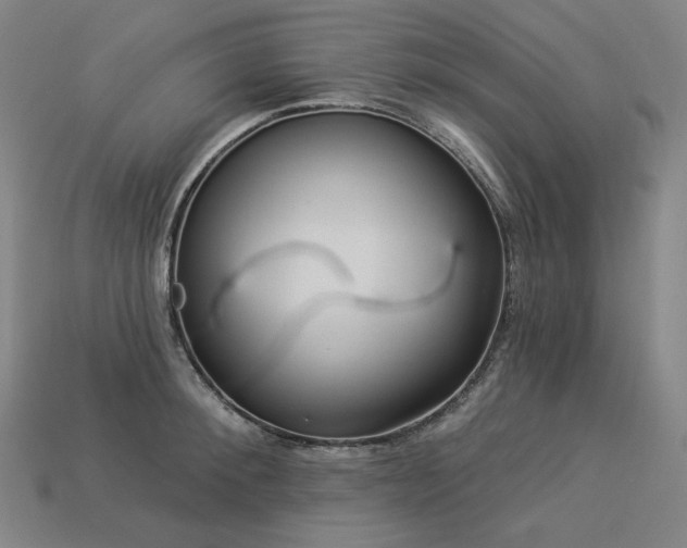 X0000113960900200909251358