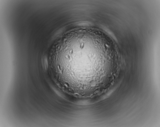 X0000113960061200910021534