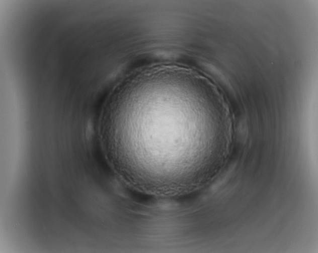 X0000113960424200910021529