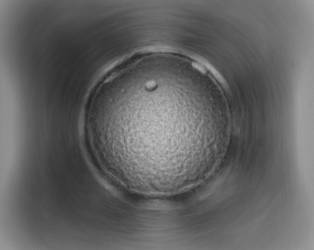 X0000113960437200910021529