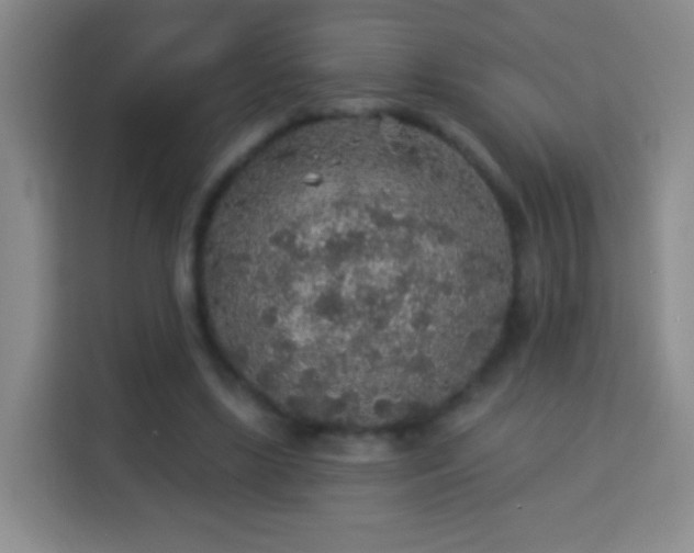 X0000113960443200910021529