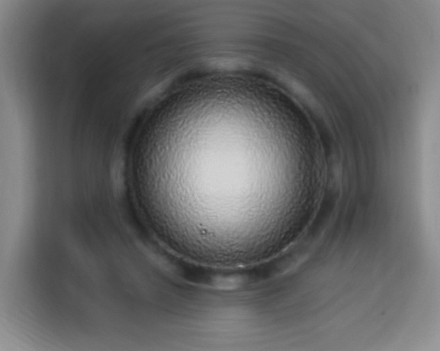 X0000113960450200910021529