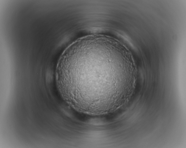 X0000113960499200910021528