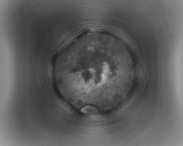 X0000113960650200910021526