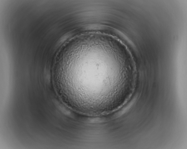 X0000113961025200910021521