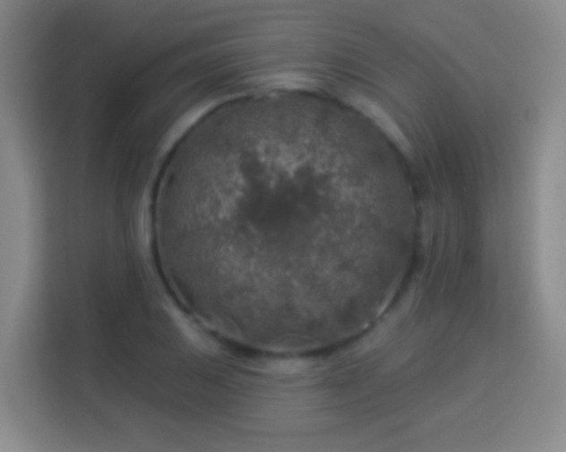 X0000113961031200910021521