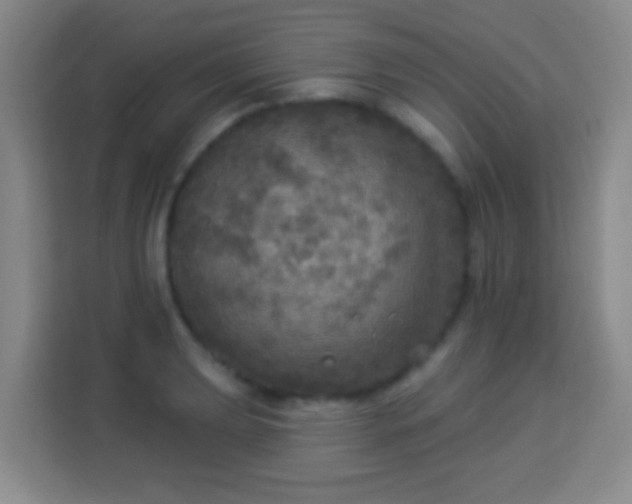 X0000113961039200910021522