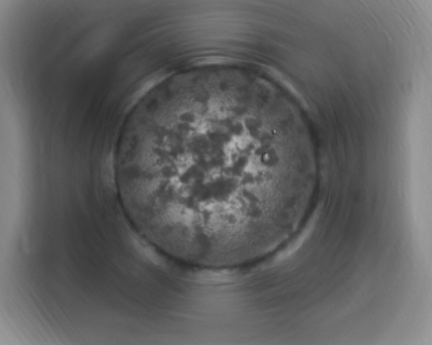 X0000113961121200910021520