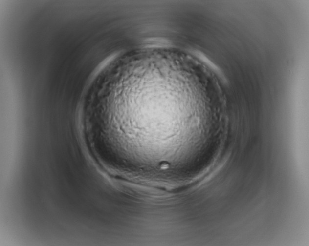 X0000113961325200910021518