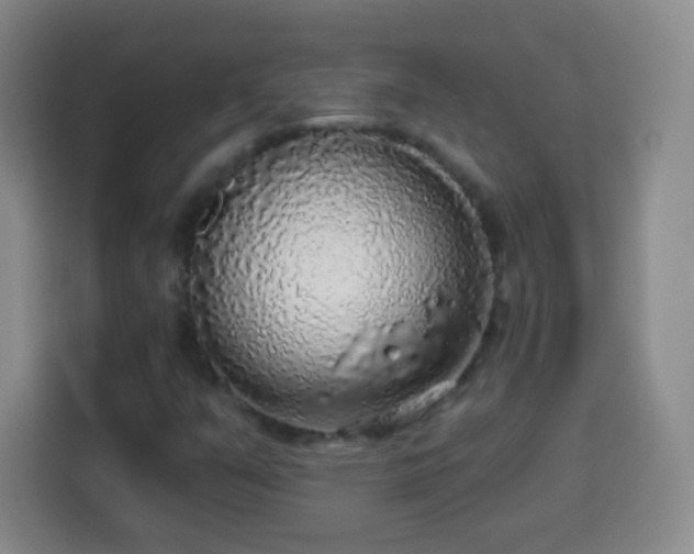 X0000113961351200910021517