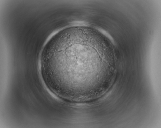 X0000113961383200910021517