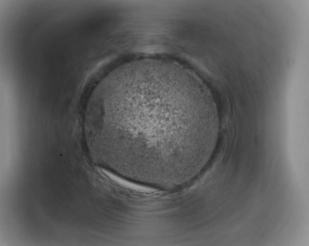 X0000113961398200910021516