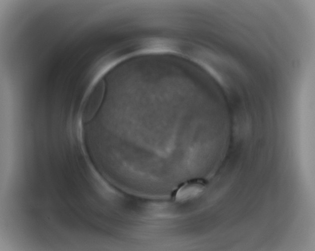 X0000113961468200910021516