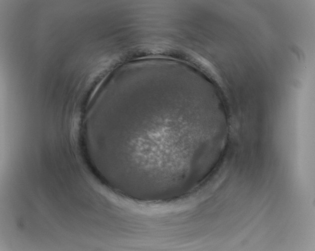 X0000113960018200910091638