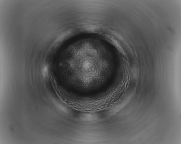 X0000113960286200910091635