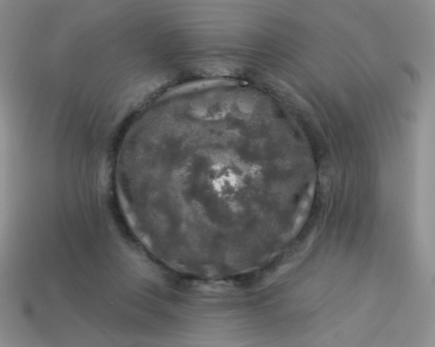 X0000113960359200910091634