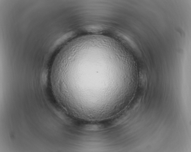 X0000113960404200910091633